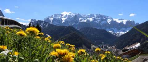 Dente di leone su un prato di montagna in Alto Adige