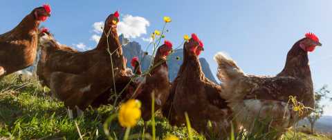 Free-range hens in the Dolomites